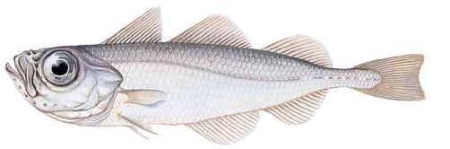 Gadiculus argenteus_02442.jpg